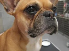 Please Say a Prayer for my Grandpuppy Napoleon