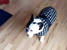Keeping those giant ears warm?!