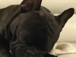 4 PAW MEMBERS!!! Please VOTE for your favorite Frenchie FACES!