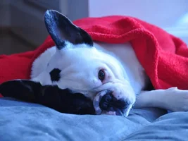 January 2014 Frenchie of the Month Contest ~ENTER HERE~