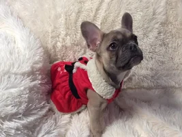 ~ENTER HERE~ December Frenchie of the Month Contest ~ Holly Jolly Frenchies