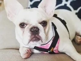 To fix or not to fix?! How to chose your vet!