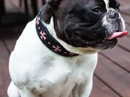 Our Frenchies - challenge