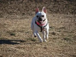 Dog Park visits