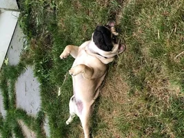 ~ENTER HERE!~ August Frenchie of the Month ~LAZY FRENCHIES~