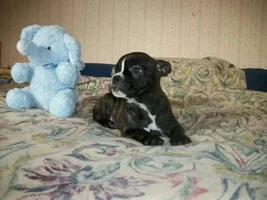 Frenchie or Boston?