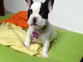 Hello! New Dog owner from Bogota, Colombia!