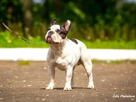 Muffin - sweet bulldog from Russia :)