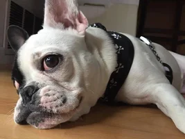 4 PAW MEMBERS!!!  Please vote for your favorite Frenchie Faces!