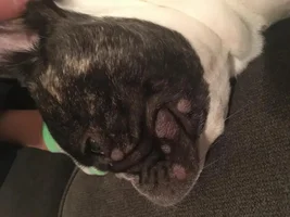 What caused these bumps on Jacques face?
