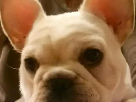 Pup pics