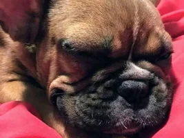 4 PAW MEMBERS!!!  Please vote for your favorite Happy Frenchies!