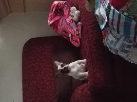 New member - deaf puppy