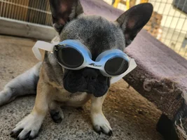 📷 Please submit a photo for the French Bulldog News Header & Logo!