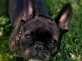 ~ENTER HERE~ March Frenchie of the Month Contest "FRENCHIE FACES"