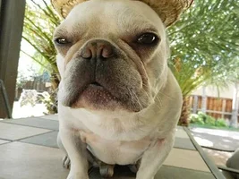 ENTER HERE ~ Sept 2015 Frenchie of the Month ~ Frenchie-Tude