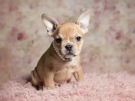Introducing Lucy at 9 weeks!