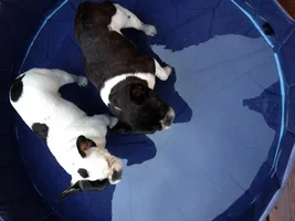 ENTER HERE ~ Frenchie of the Month Contest ~ Summertime Frenchies!!