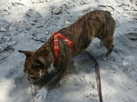 Guess Who LOVES To Dig!!!