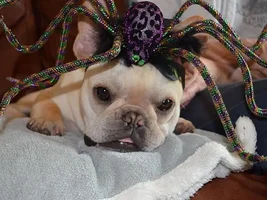 ENTER HERE ~ October 2015 Frenchie of the Month ~ Happy HOWL-aween!