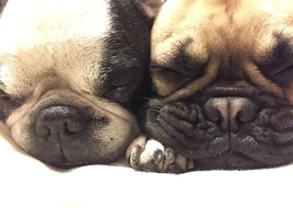 ~ENTER HERE~ March 2019 Frenchie of the Month: FRENCHIE FACES