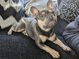 Hi new member here