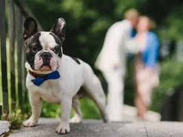 Muffin - sweet bulldog from Russia :)