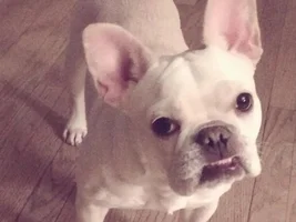 4 PAW MEMBERS!!!  Please vote for your favorite Frenchie Faces!