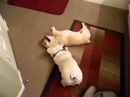 Foster Rocco Plays! video & pics