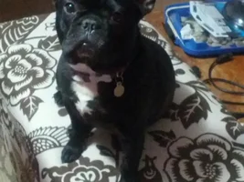 June 2013 Frenchie of the Month Contest! ~ENTER HERE~