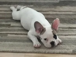 Kobe from NJ