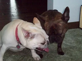 ~Heather & Milo~French Bulldogs Available for Adoption in Minnesota