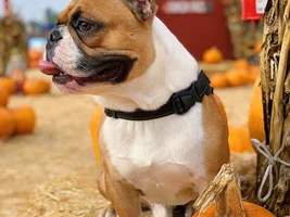 That time of year: Pumpkin Spice Latte