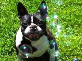 Wally vs bubbles