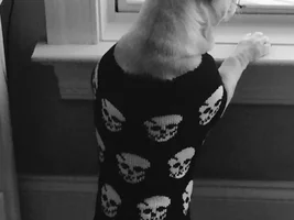 October 2014 Frenchie of the Month Contest ~ENTER HERE~