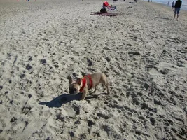 Frenchie Meet up group event this weekend Dec 1st