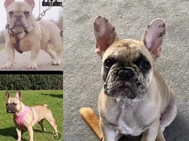 Is my puppy growing to fast! HELP!