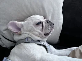 New owner frenchie or mix
