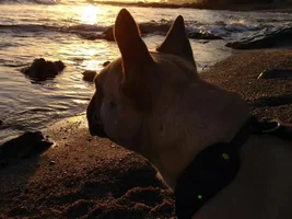 Sunset walk on the beach