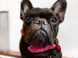 Fun with Frenchies and New Ella Pictures!
