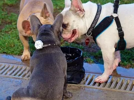 Activity tracker for dogs!!!  My company is selling them.