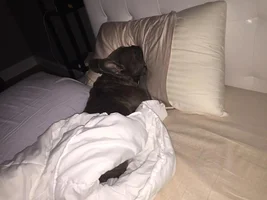 VOTE NOW!!! August 2016 Sleepy Frenchies Contest