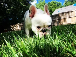 4 PAW MEMBERS!!! Please vote for the Summertime Frenchies!