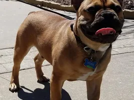 ~ENTER HERE~ April 2015 Frenchie of the Month ~ Happy Frenchies!