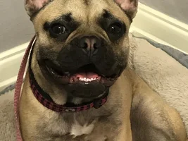 4 PAW MEMBERS!!!  Please VOTE for your favorite Smiling Frenchies!