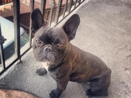 November 2013 Frenchie of the Month Contest ~ENTER HERE~