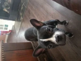 Does this look like a purebred?
