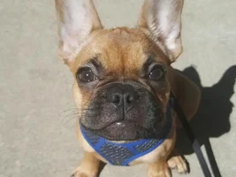~ENTER HERE~ Father's Day Frenchie of the Month Contest!