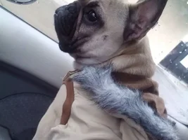 Does your Frenchie like water?
