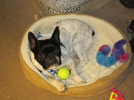 ~Benjen~French Bulldog Available for Adoption in Nebraska